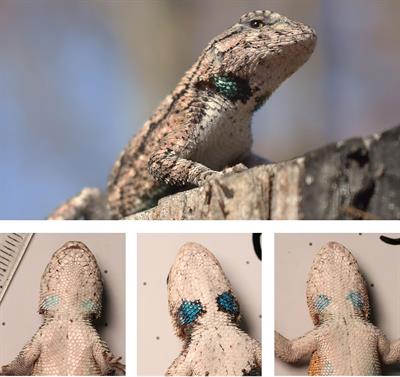 Fitness Costs of Maternal Ornaments and Prenatal Corticosterone Manifest as Reduced Offspring Survival and Sexual Ornament Expression